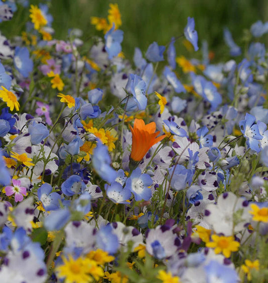 Seeded Memories - Plantable Seed Cards